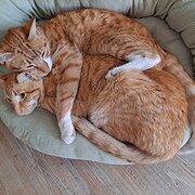 Home Owner wanting sitter in Wollongong , New South Wales