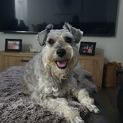 Home Owner wanting sitter in Nowra , New South Wales