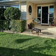 Home Owner wanting sitter in Melbourne , Victoria