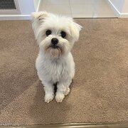 Home Owner wanting sitter in Geelong, Victoria