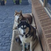 Home Owner wanting sitter in , New South Wales