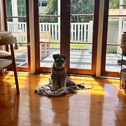 Home Owner wanting sitter in Brisbane, Queensland