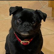 Home Owner wanting sitter in Melbourne, Victoria