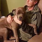 Home Owner wanting sitter in Adelaide , South Australia