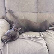 Home Owner wanting sitter in DECEPTION BAY, Queensland