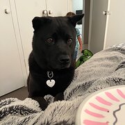 Home Owner wanting sitter in Rockhampton , Queensland