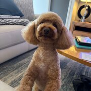 Home Owner wanting sitter in Maroochydore, Queensland