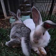 Home Owner wanting sitter in , South Australia