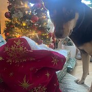 Home Owner wanting sitter in , New South Wales