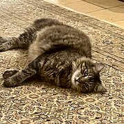 Home Owner wanting sitter in Sydney, New South Wales