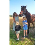 House Sitter - Competent, reliable,  fastidious, loving