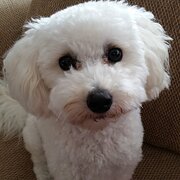 Home Owner wanting sitter in Caloundra, 100 km north of Brisbane, Queensland