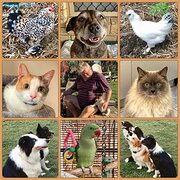 House Sitter - Retired, friendly reliable couple