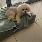 Home Owner wanting sitter in Nambour, Queensland