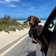 Home Owner wanting sitter in Adelaide , South Australia