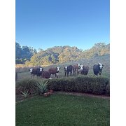 Home Owner wanting sitter in Murwillumbah , New South Wales