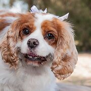 Home Owner wanting sitter in , New South Wales