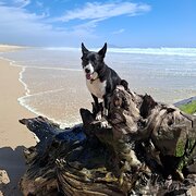 Home Owner wanting sitter in KEMPSEY, New South Wales