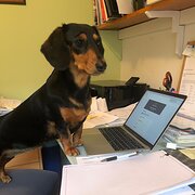 Home Owner wanting sitter in , New South Wales