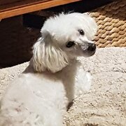 Home Owner wanting sitter in Ballarat, Victoria