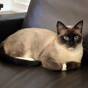 Home Owner wanting sitter in Bowral, New South Wales