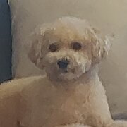 Home Owner wanting sitter in Hamilton, Queensland