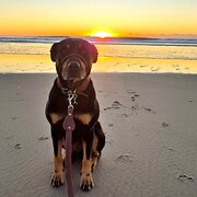 Home Owner wanting sitter in Gold Coast, New South Wales