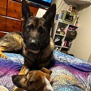 Home Owner wanting sitter in Forrestfield, Western Australia