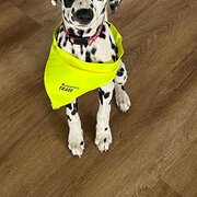 Home Owner wanting sitter in Horsham , Victoria