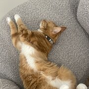 Home Owner wanting sitter in , New South Wales