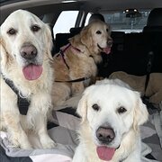 Home Owner wanting sitter in Perth, Western Australia