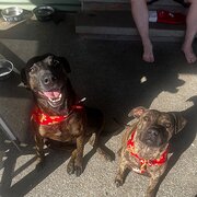 Home Owner wanting sitter in , New South Wales