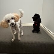 Home Owner wanting sitter in Rockhampton , Queensland