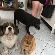 Home Owner wanting sitter in , New South Wales