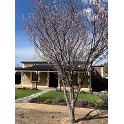 Home Owner wanting sitter in Adelaide, South Australia