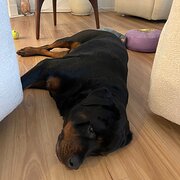 Home Owner wanting sitter in Strathnairn, Australian Capital Territory