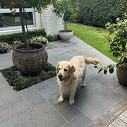 Home Owner wanting sitter in Melbourne, Victoria