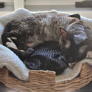 Home Owner wanting sitter in , Queensland