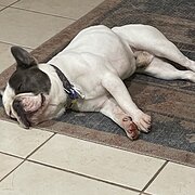 Home Owner wanting sitter in , Queensland