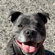 Home Owner wanting sitter in Melbourne , Victoria