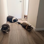 Home Owner wanting sitter in , Queensland