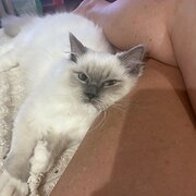 Home Owner wanting sitter in , Queensland