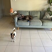 Home Owner wanting sitter in Townsville , Queensland