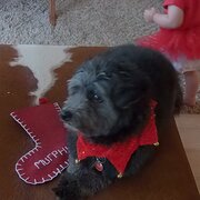 Home Owner wanting sitter in , Queensland