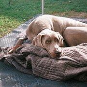 Home Owner wanting sitter in , New South Wales