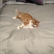 Home Owner wanting sitter in Melbourne, Victoria