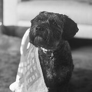 Home Owner wanting sitter in Gosford, New South Wales