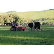 House Sitter - cookie monster