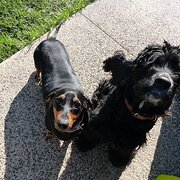 Home Owner wanting sitter in , Victoria