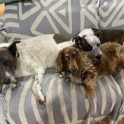 Home Owner wanting sitter in Newcastle, New South Wales